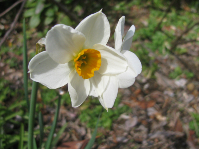 ,XCZ,[jE,Narcissus,Geranium Daffodil