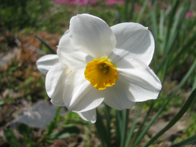 ,XCZ,[jE,Narcissus,Geranium Daffodil