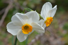 ゼラニュウムGeranium Daffodil