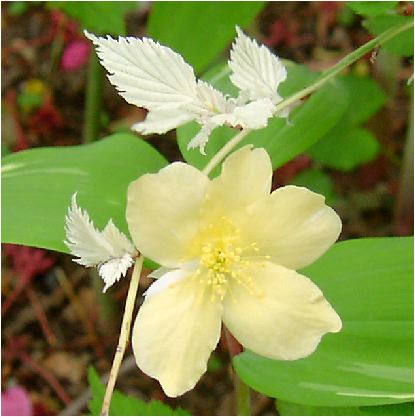 のんびりぼっこ広場に咲く花 クリーム色の山吹 ヤマブキ 茨城 水戸 涸沼