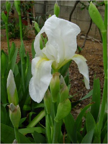 jICCX(Iris florentina)