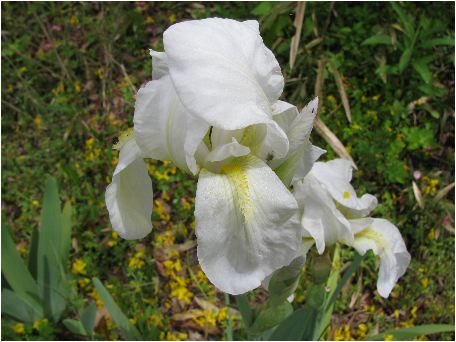jICCX(Iris florentina)