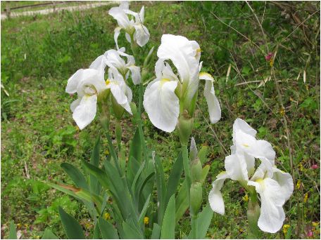 jICCX(Iris florentina)