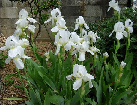 jICCX(Iris florentina)