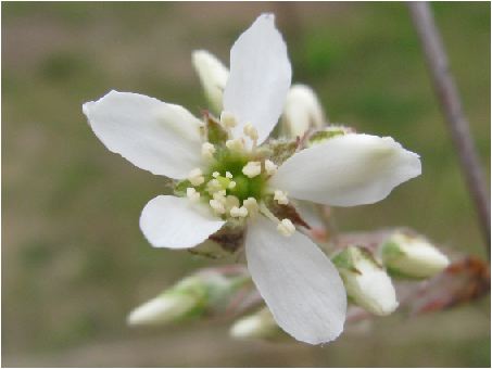 juneberry