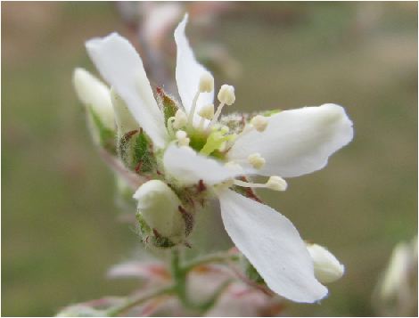 juneberry