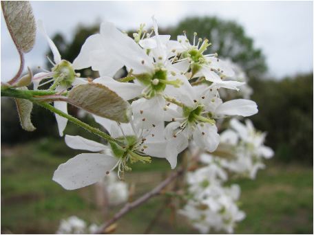 juneberry