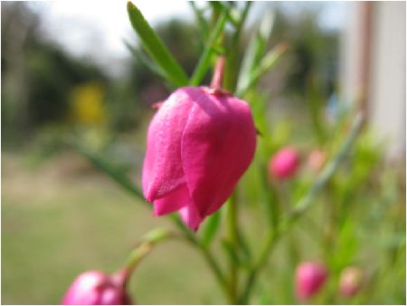 boronia