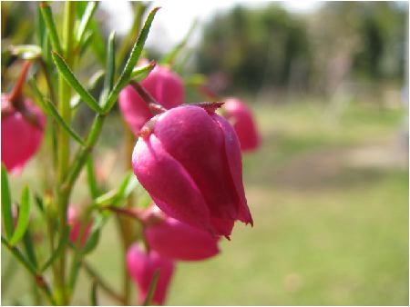 boronia