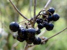 アロニア:Aronia