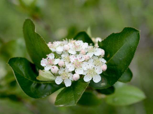 AjA:Aronia