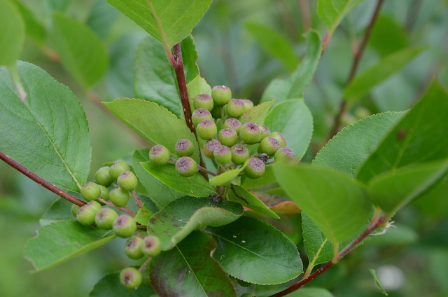 AjA:Aronia