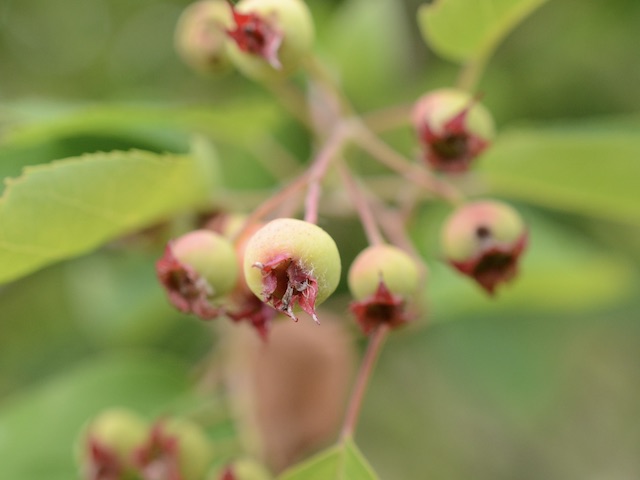 AjA:Aronia