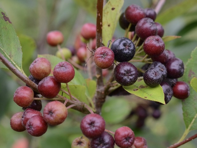 AjA:Aronia