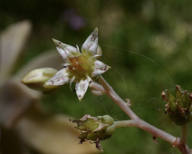 Ovgy^EpOAGZFGraptopetalum@paraguayense