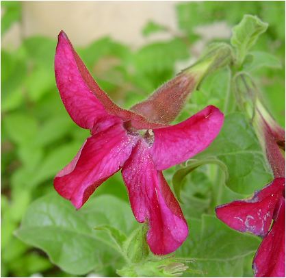 ԉini^oRFNicotiana alataijR`AiEA^jj