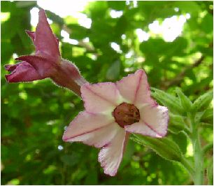 ԉini^oRFNicotiana alataijR`AiEA^jj