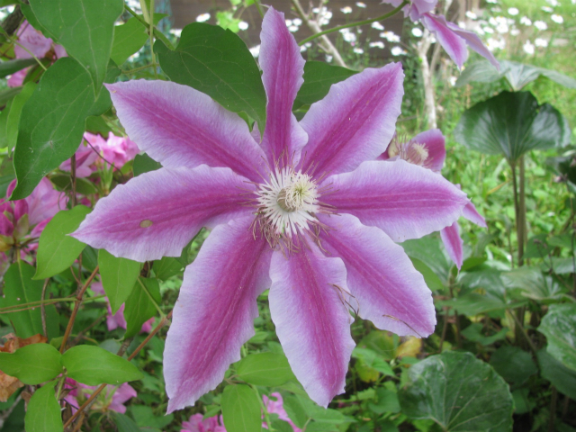 clematis