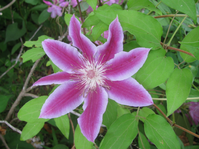 clematis