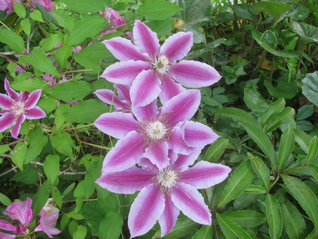 clematis