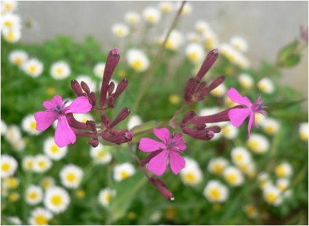 のんびりぼっこ広場に咲く花 虫取撫子 ムシトリナデシコ 茨城 水戸 涸沼