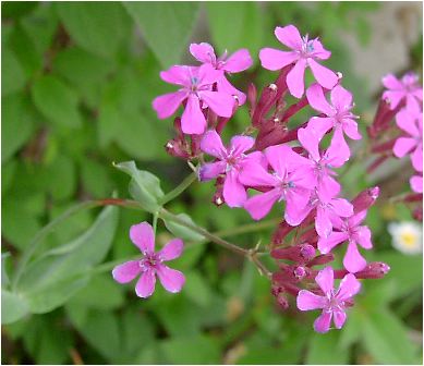 のんびりぼっこ広場に咲く花 虫取撫子 ムシトリナデシコ 茨城 水戸 涸沼