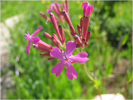 のんびりぼっこ広場に咲く花 虫取撫子 ムシトリナデシコ 茨城 水戸 涸沼