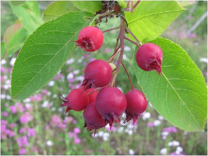 juneberry be in fruit