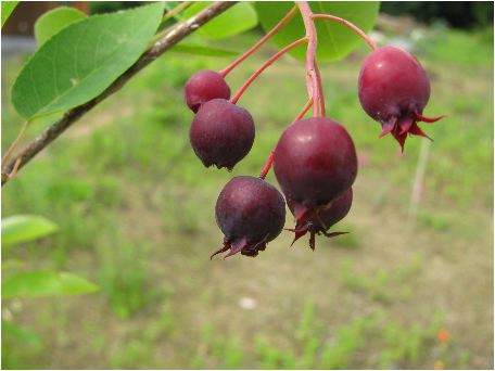 juneberry be in fruit