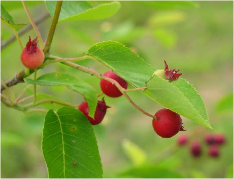 juneberry be in fruit