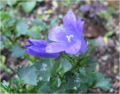 のんびりぼっこ広場に咲く花 カンパニュラ ベルフラワー Bellflower オトメギキョウ 茨城 水戸 涸沼