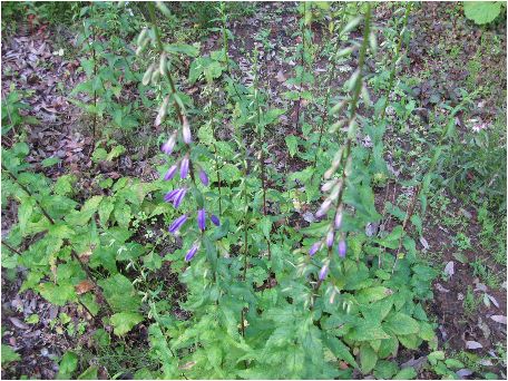 のんびりぼっこ広場に咲く花 カンパニュラ ラプンクロイデス Campanula Rapunculoides 茨城 水戸 涸沼