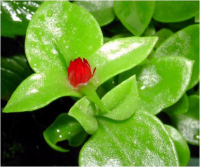 Ԗ(nid\Ej^AvejA ^Aptenia cordifolia 