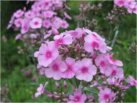 のんびりぼっこ広場に咲く花 フロックス Phlox パニキュラータ 茨城 水戸 涸沼