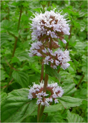 のんびりぼっこ広場に咲く花 オーデコロンミント 茨城 水戸 涸沼