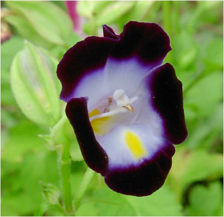 俁iicX~FTorenia fournierij