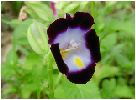 ナツスミレ：Torenia fournieri)の花