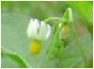 照り実の犬酸漿（テリミノイヌホオズキ）の花