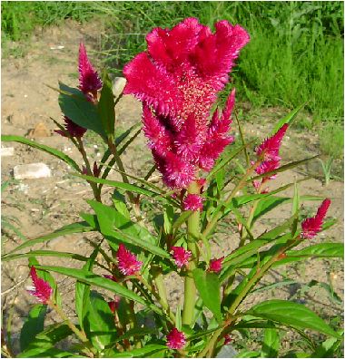 のんびりぼっこ広場に咲く花 鶏頭 ケイトウ 茨城 水戸 涸沼