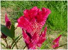 鶏頭（ケイトウ）の花