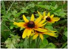 ルドベキア・ヒルタ（rudbeckia hirta )