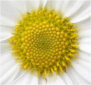 花磯菊（ハナイソギク）の花