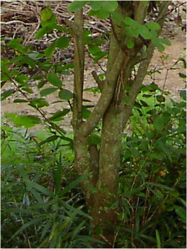 木蓮の木（モクレンノキ）