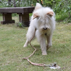 犬の係留