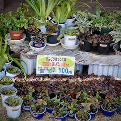 花の苗