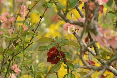 花の苗