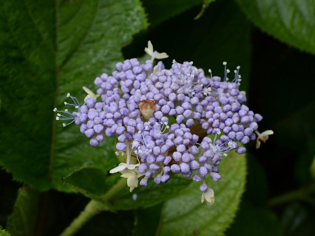 玉紫陽花